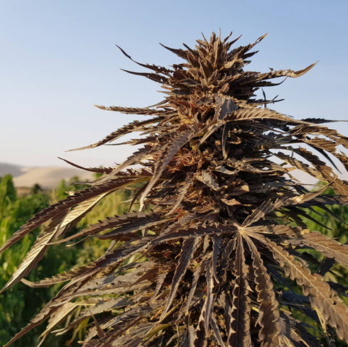 Afghan Selection - Sholgar